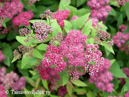 Spiraea japonica'Froebelii'
